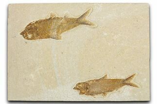 Limestone with Two Fossil Fish (Knightia) - Wyoming #354045