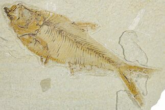 Detailed Fossil Fish (Diplomystus) - Wyoming #354048