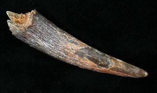 Huge Rooted Pterosaur Tooth - Kem Kem Beds #18905