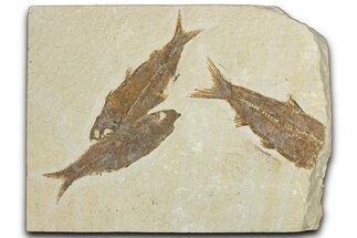 Limestone with Three Fossil Fish (Knightia) - Wyoming #354081