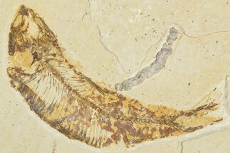 Detailed Fossil Fish (Knightia) and Coprolite - Wyoming #354083