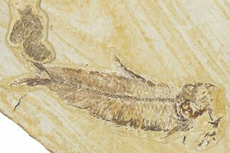 Fossil Fish (Knightia) and Coprolite - Wyoming #354084