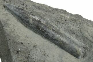 Fossil Belemnite (Youngibelus) Rostrum - Germany #354196