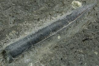 Fossil Belemnite (Youngibelus) Rostrum - Germany #354204