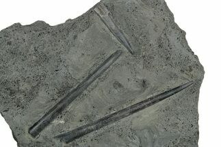 Plate of Jurassic Belemnite (Youngibelus) Rostrums - Germany #354208