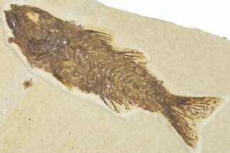 Uncommon Juvenile Fish Fossil (Mioplosus) - Wyoming #354058