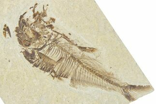 Bargain, Detailed Fossil Fish (Diplomystus) - Wyoming #354065