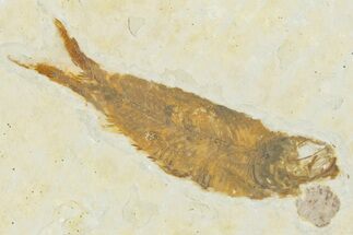 Juvenile Fossil Fish (Knightia) - Wyoming #354074