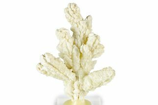 Pale Yellow Barite Crystal Cluster - Russia #354310