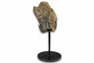 Fossil Triceratops Rib Section w/ Metal Stand - South Dakota #354365