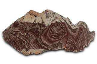 Polished, Neoproterozoic Stromatolite (Conophyton) - Morocco #354438