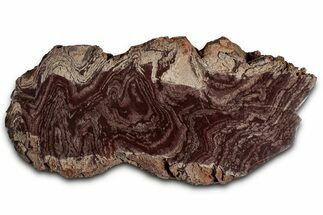 Polished, Neoproterozoic Stromatolite (Conophyton) - Morocco #354440