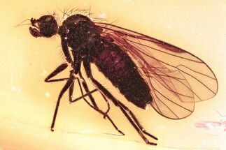 Detailed Fossil Dagger Fly (Empididae) In Baltic Amber #352903