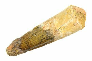 Fossil Spinosaurus Tooth - Real Dinosaur Tooth #353113