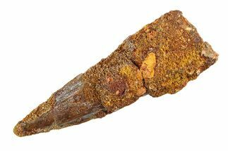 Fossil Spinosaurus Tooth - Real Dinosaur Tooth #353125