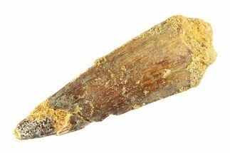 Fossil Spinosaurus Tooth - Real Dinosaur Tooth #353132