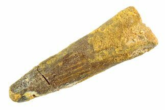 Fossil Spinosaurus Tooth - Real Dinosaur Tooth #353133