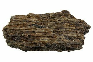 Fossil Tyrannosaur (T rex) Bone Section - Wyoming #352863