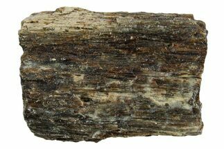 Fossil Tyrannosaur (T rex) Bone Section - Wyoming #352864