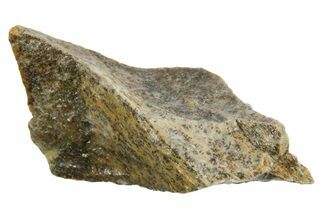 Fossil Tyrannosaur (T rex) Bone Section - Wyoming #352883