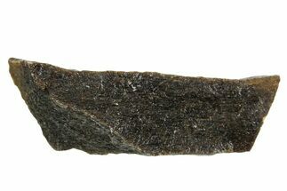 Fossil Tyrannosaur (T rex) Bone Section - Wyoming #352888