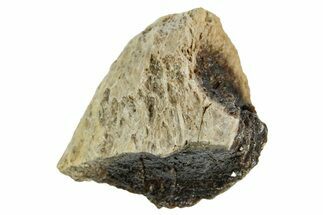 Fossil Tyrannosaur (T rex) Bone Section - Wyoming #352921