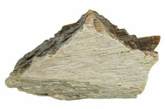 Fossil Tyrannosaur (T rex) Bone Section - Wyoming #352923