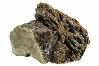 Fossil Tyrannosaur (T rex) Bone Section - Wyoming #352939