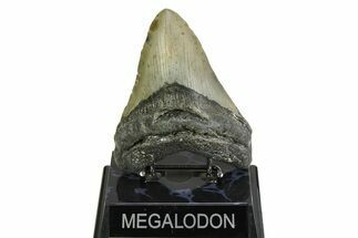 Fossil Megalodon Tooth - North Carolina #354473