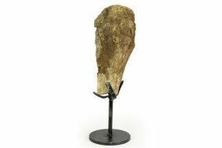 Fossil Hadrosaur Metatarsal Section w/ Metal Stand - South Dakota #354323