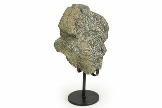 Fossil Sauropod Vertebra Section with Metal Stand - Colorado #354325