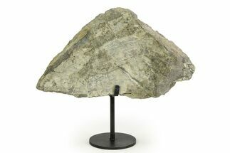 Fossil Sauropod Vertebra Section with Metal Stand - Colorado #354326