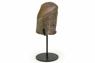 Fossil Sauropod Rib Section with Metal Stand - Colorado #354330