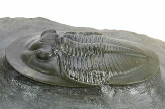 Rare Cyberella Lemkei Trilobite - Rare Species #354421