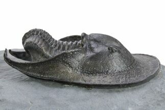 Gorgeous Scotoharpes Trilobite - Boudib, Morocco #354423