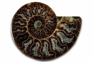Cut & Polished Ammonite Fossil (Half) - Madagascar #354194