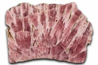 Polished Rhodochrosite Stalactite Section - Argentina #354505