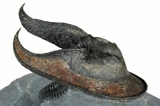 Gorgeous Scotoharpes Trilobite - Orange Headshield #354575