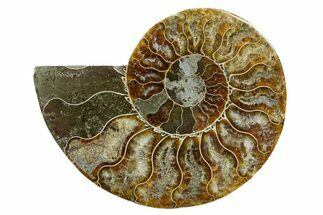 Cut & Polished Ammonite Fossil (Half) - Madagascar #354128