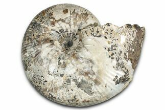 Fossil Ammonite (Rhaeboceras) - Bearpaw Shale, Montana #354622