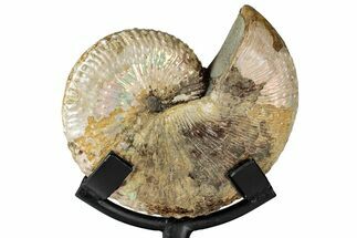 Iridescent Ammonite (Hoploscaphites) Fossil w/ Stand - Montana #354628