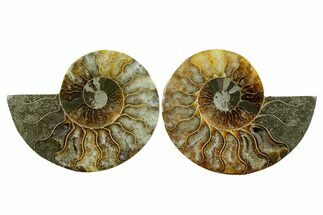 Cut & Polished Crystal-Filled Ammonite Fossil - Madagascar #354160
