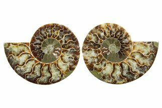 Cut & Polished Crystal-Filled Ammonite Fossil - Madagascar #354167