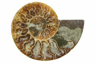 Cut & Polished Ammonite Fossil (Half) - Madagascar #354174