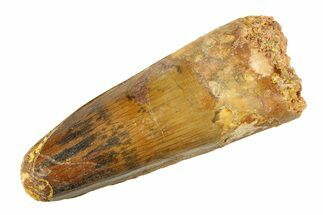 Fossil Spinosaurus Tooth - Feeding Worn Tip #354727