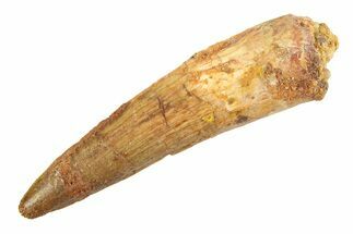 Fossil Spinosaurus Tooth - Real Dinosaur Tooth #354747