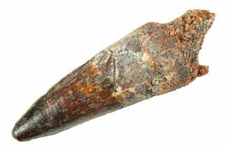 Fossil Spinosaurus Tooth - Real Dinosaur Tooth #354755