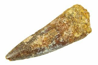 Fossil Spinosaurus Tooth - Real Dinosaur Tooth #354756