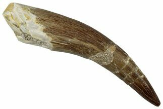 Fossil Plesiosaur (Zarafasaura) Tooth - Morocco #354689