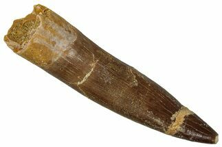 Fossil Plesiosaur (Zarafasaura) Tooth - Morocco #354696
